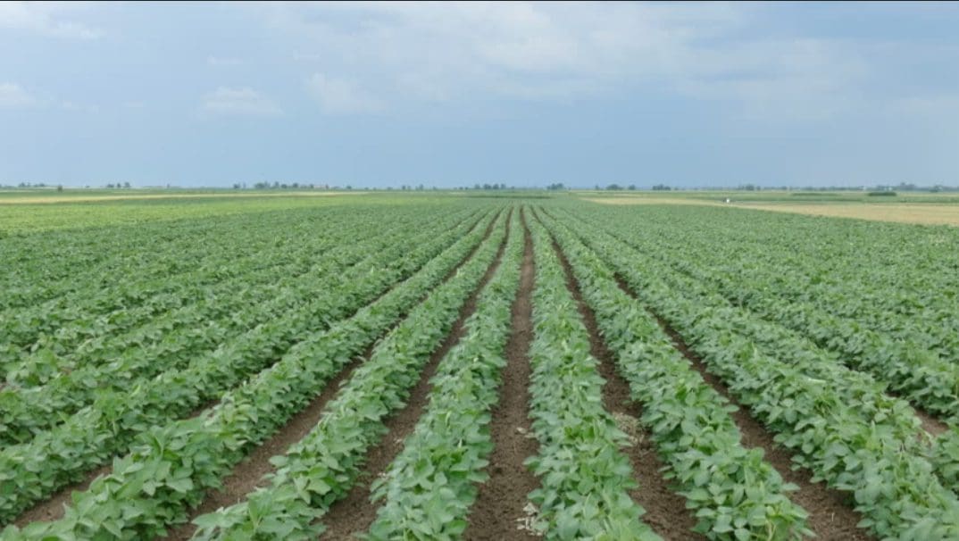 Soybeans in Argentina